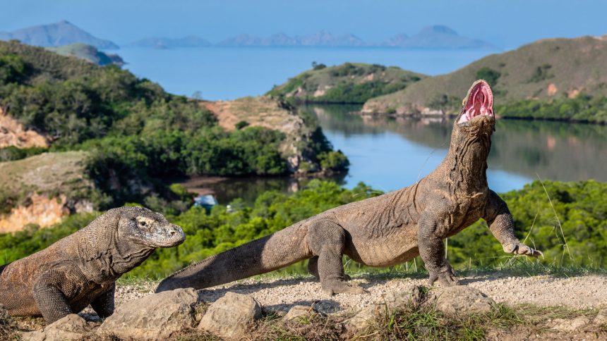 Unleashing Nature’s Power: How Iron-Coated Teeth Make Komodo Dragons Fearsome Predators!