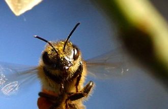 How Air Pollution Disrupts Bees’ Ability to Sniff Out Flowers