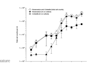 Teamwork in Microbes: How Bacteria Collaborate to Create Vitamin B12!