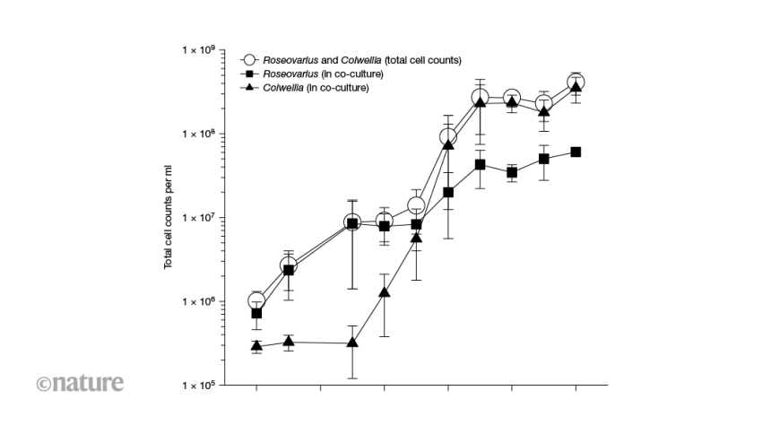 Teamwork in Microbes: How Bacteria Collaborate to Create Vitamin B12!