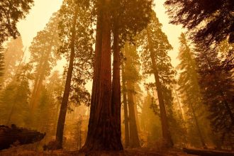 Discover How Trees ‘Hold Their Breath’ to Protect Themselves from Wildfire Smoke!