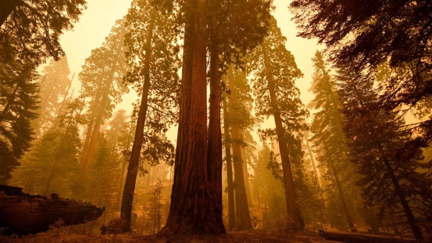 Discover How Trees ‘Hold Their Breath’ to Protect Themselves from Wildfire Smoke!