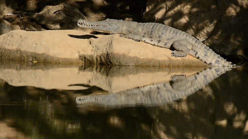 How Nasty Cane Toads Are Teaching Crocodiles a Vital Survival Lesson!