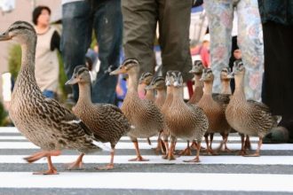 Urban Birds: The Unexpected Spreaders of Drug-Resistant ‘Superbugs’ Revealed by New Research!