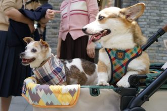 Why China’s Urban Pet Boom is Set to Outnumber Toddlers – And How Investors Can Profit!