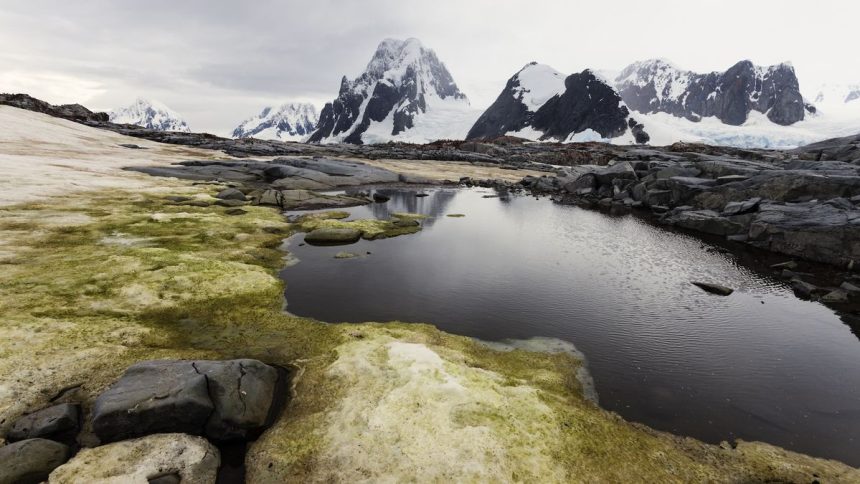 Discover the First-Ever Map of Antarctica’s Hidden Greenery: What Surprising Insights Await?