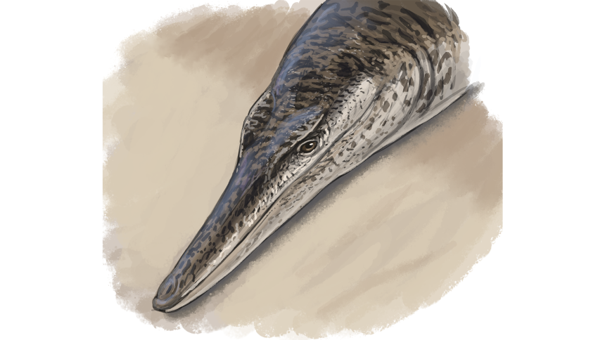 Meet the Ancient Crocodile That Resembled a Dolphin: A Fascinating Prehistoric Twist!