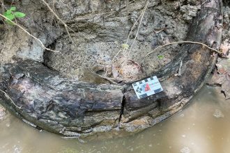 Discovering the Past: Enormous Mammoth Tusk Unearthed in a Mississippi Creek!