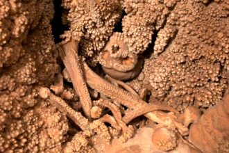 Unraveling the Enigma: The Fascinating Mystery of the Altamura Man Fossil