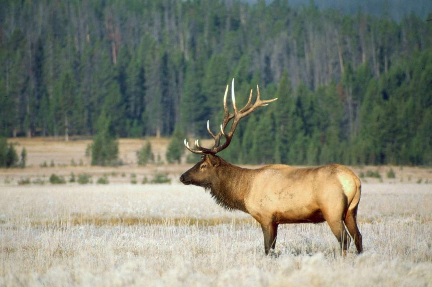 Stay Safe: Yellowstone National Park Urges Visitors to Keep Their Distance from Elk This Mating Season!