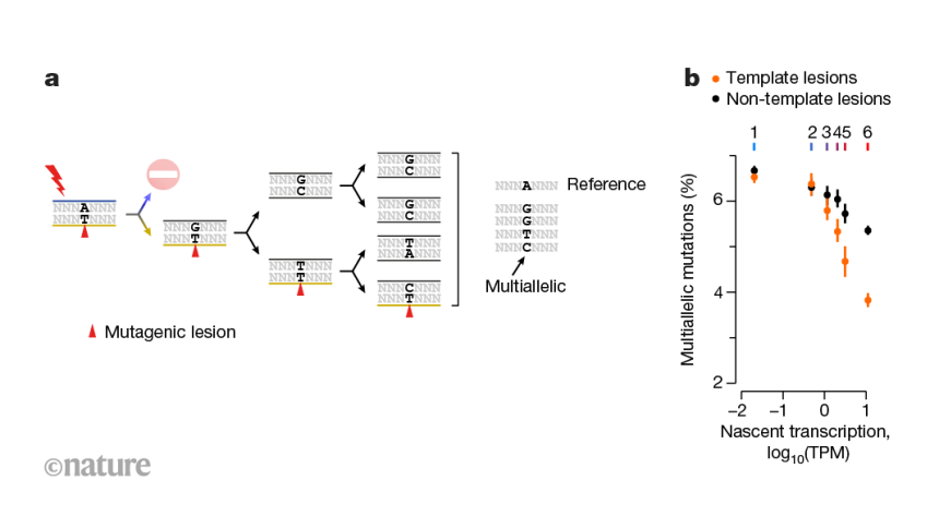 Unlocking the Secrets of DNA: How Strands Balance Damage Tolerance with Uneven Repair Efficiency