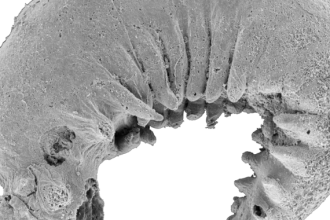 Unearthing Ancient Secrets: A 520-Million-Year-Old Larva Fossil Unlocks the Origins of Arthropods!