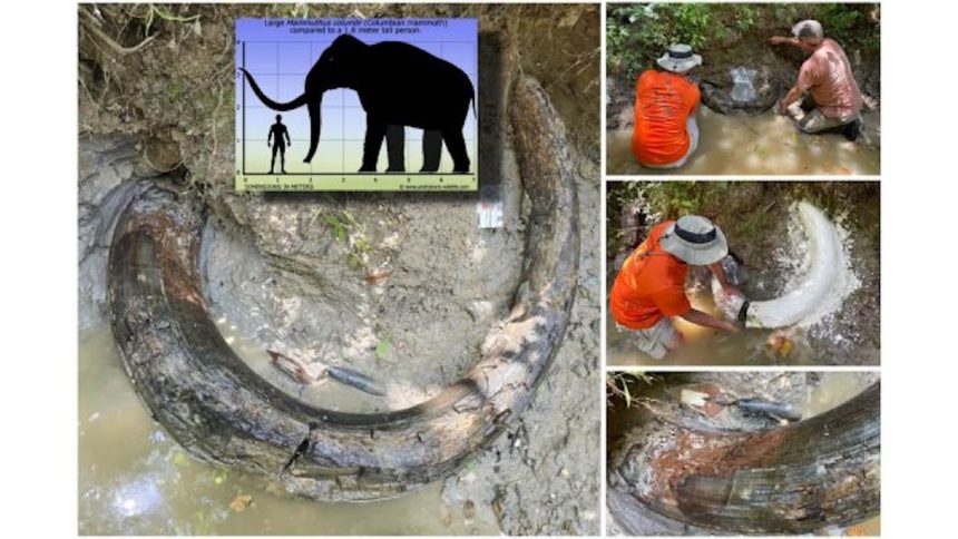 Ancient Wonder Uncovered: Massive Mammoth Tusk Emerges from Mississippi Stream!