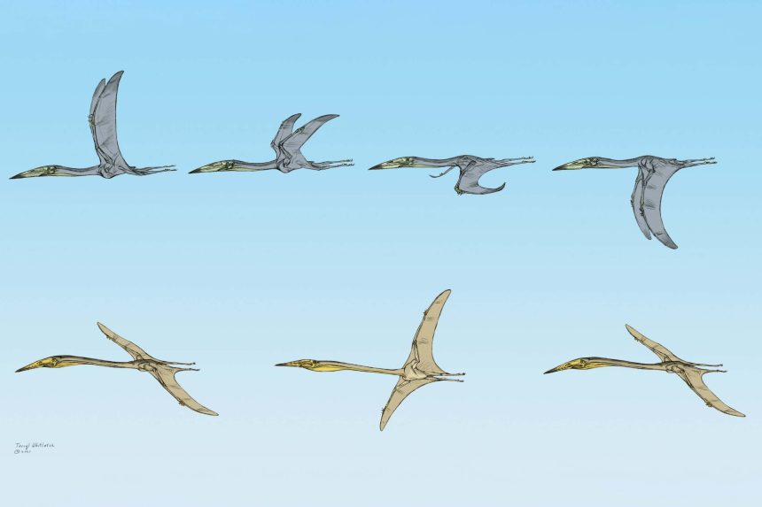 Unveiling the Skies of Prehistoric Times: Remarkably Preserved Pterosaur Fossils Illuminate Their Flight Secrets!