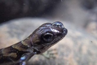 Revolutionary Air Jacket Empowers ‘Scuba-Diving’ Lizards to Stay Submerged Longer!