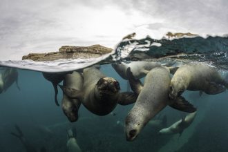 Unleash Your Inner Explorer: Discover the 7 Most Breathtaking Wildlife Destinations in Latin America, as Recommended by a Travel Expert!