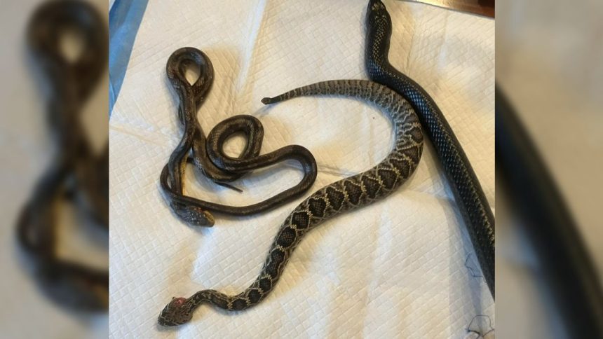 Shocking Encounter: 4-Foot Snake Spits Up Two Smaller Snakes—One Surprisingly Alive!