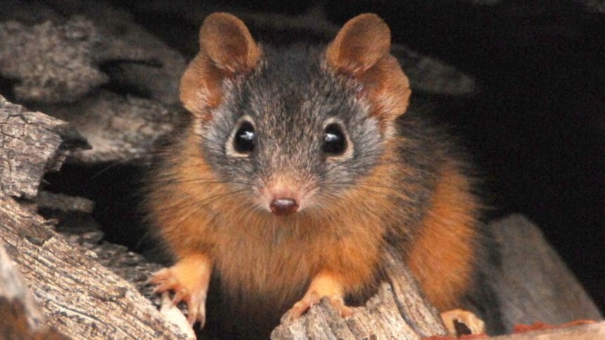 Meet the Antechinus: The Fascinating Marsupials Where Males Mate Until Death and Females Feast on Their Remains!