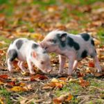 From Oink to Speak: How AI Translators Could Give Pigs a Voice!