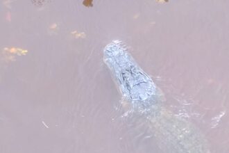 Watch a Stray Alligator Navigate Flooded Florida Streets in the Aftermath of Hurricane Helene!