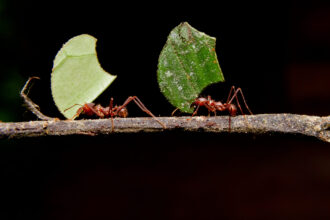 How Ants Became Fungal Farmers Amidst a Mass Extinction Crisis