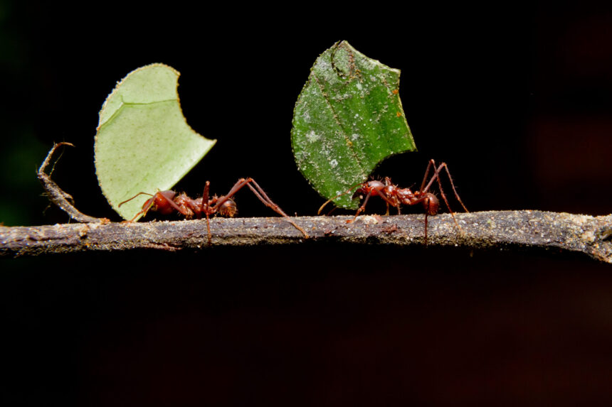 How Ants Became Fungal Farmers Amidst a Mass Extinction Crisis