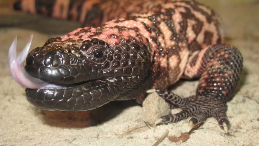 Unlocking Nature’s Secrets: How Gila Monster Saliva is Revolutionizing Rare Pancreatic Tumor Detection