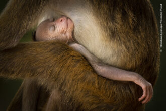 13 Unforgettable Wildlife Photographer of the Year Winners That Will Leave You in Awe!