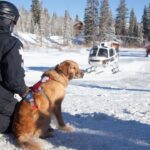 Winter is Coming: Meet the Heroic Avalanche Dogs Preparing for Life-Saving Rescues!