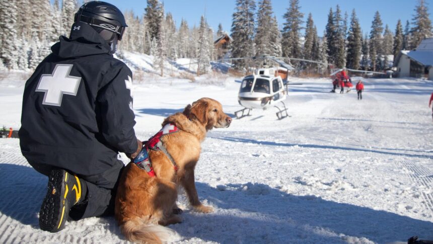 Winter is Coming: Meet the Heroic Avalanche Dogs Preparing for Life-Saving Rescues!