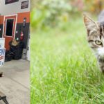 Transform Your Old Campaign Signs into Cozy Cat Shelters: A Creative Upcycling Guide!