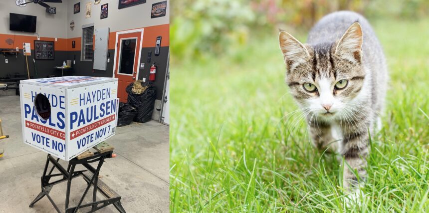 Transform Your Old Campaign Signs into Cozy Cat Shelters: A Creative Upcycling Guide!