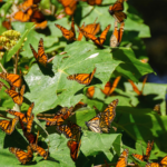 Volcanic Oasis: Scientists Create Rest Stops for Monarch Butterflies!