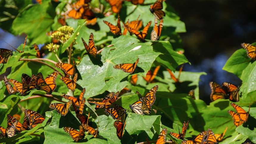 Volcanic Oasis: Scientists Create Rest Stops for Monarch Butterflies!