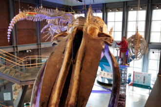 26 Years Later: The Blue Whale Skeleton That Still Leaks Oil!