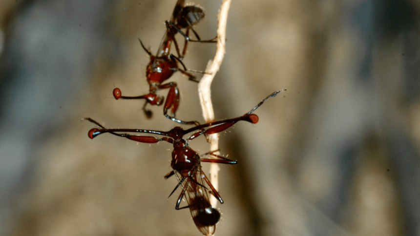 Why Shorter Eye-Stalks Make Flies Fight: The Surprising Link Between Attraction and Aggression!