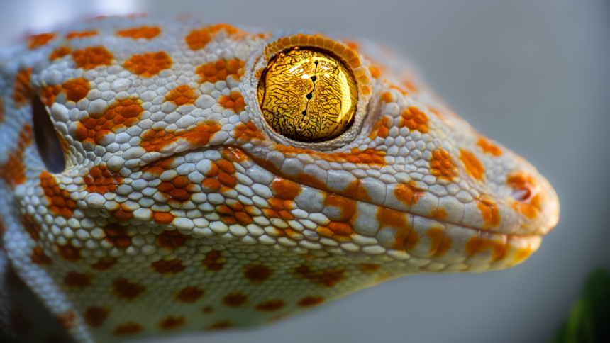 Unlocking Nature’s Secrets: How Geckos Possess a Fascinating ‘Sixth Sense