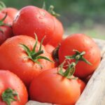 Unlocking Flavor: How CRISPR Technology Transformed Tomatoes into Sweet, Giant Delights!