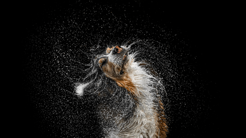 Meet the 19 Most Adorable Champions from the Dog Photography Awards!