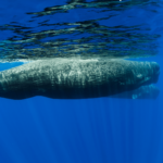 Revolutionary Rideshare-Inspired Method Unveils Secrets of Sperm Whale Tracking!