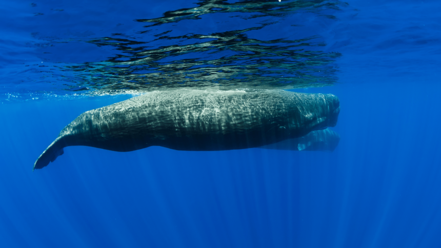 Revolutionary Rideshare-Inspired Method Unveils Secrets of Sperm Whale Tracking!